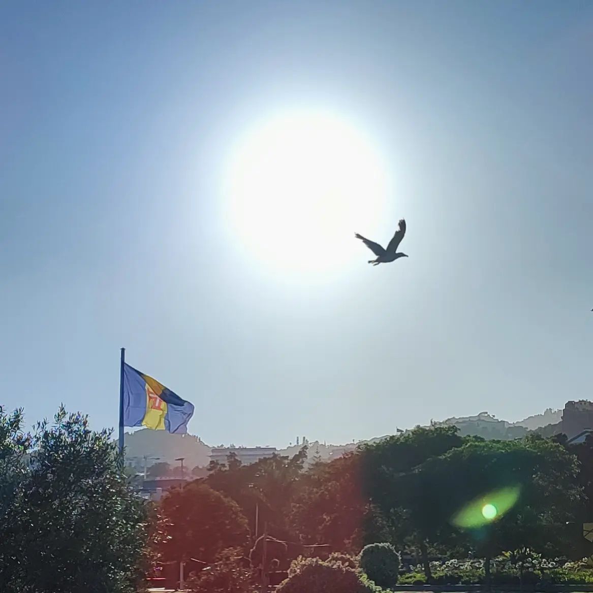 Seagul flying of front of madeira flag